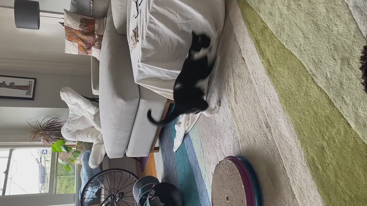 Silly cat play Thumbnail